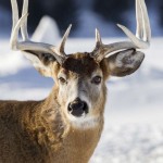 Late Season Whitetail Tag Out Tactics